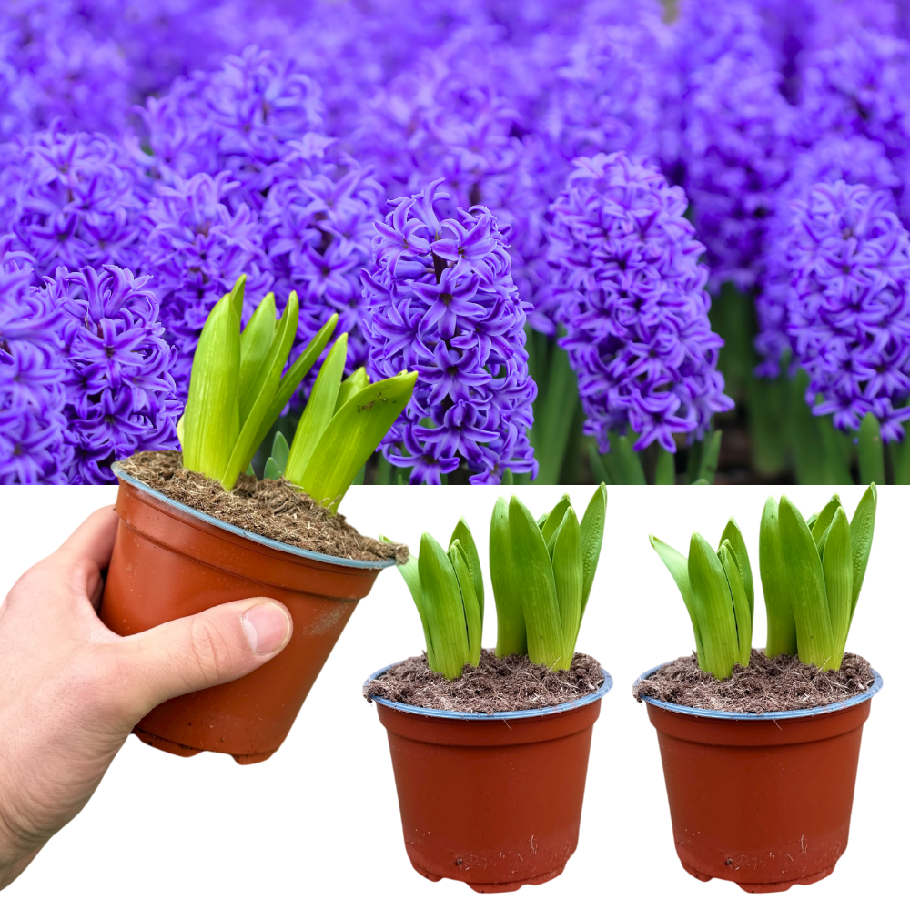 Hyacinthus orientalis Purple 1L at Cedar Nursery Surrey