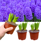 Hyacinthus orientalis Purple 1L at Cedar Nursery Surrey