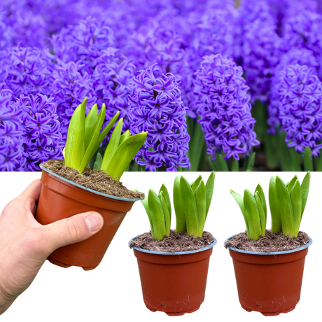 Hyacinthus orientalis Purple 1L at Cedar Nursery Surrey