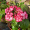 Hydrangea macrophylla 'Miss Yulika'  available direct from Cedar Nursery, Surrey