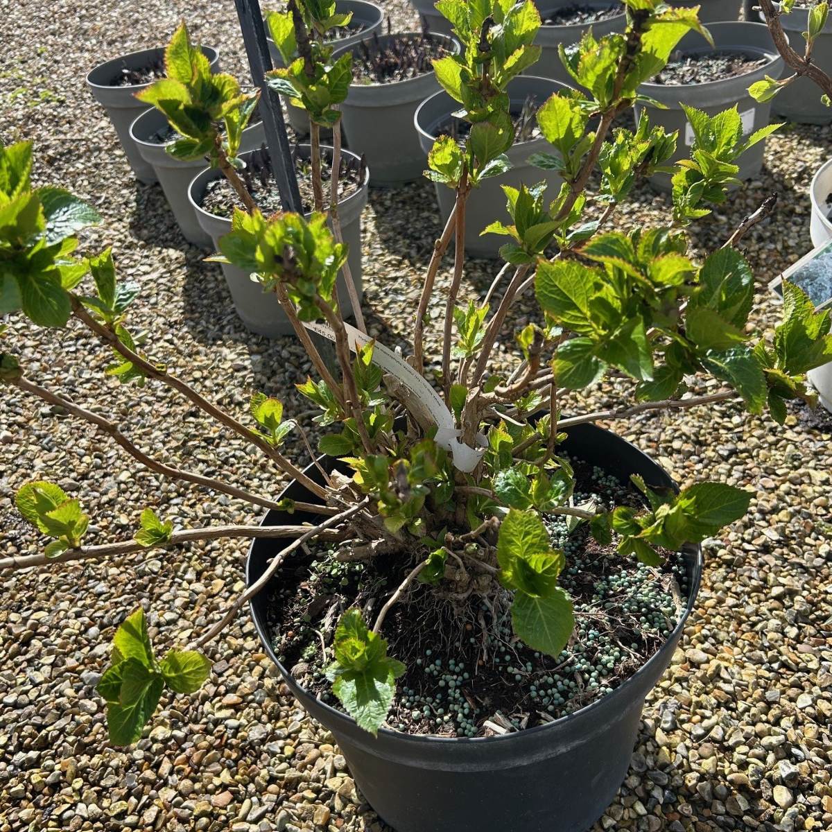 Buy Hydrangea macrophylla 'Wudu' direct from Cedar Nursery, Surrey