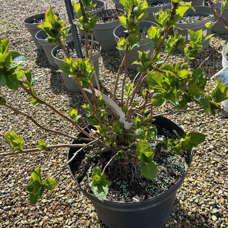 Buy Hydrangea macrophylla 'Wudu' direct from Cedar Nursery, Surrey