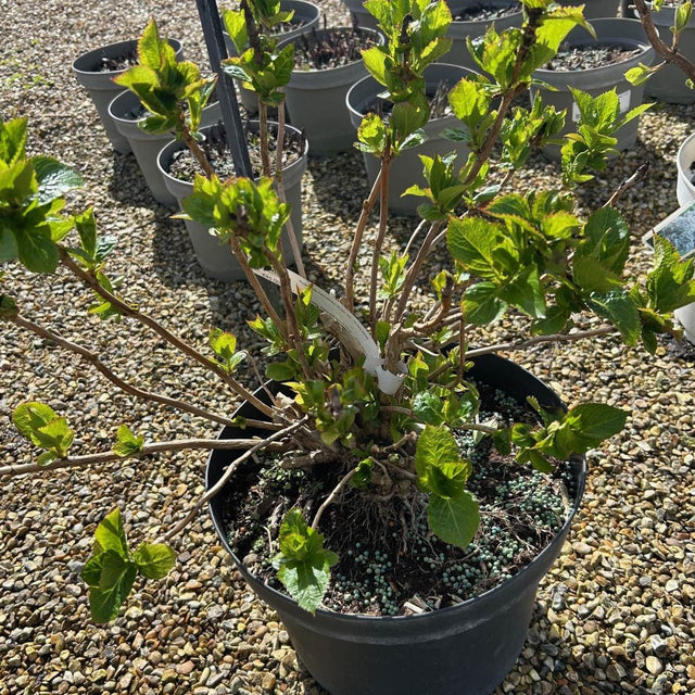 Buy Hydrangea macrophylla 'Wudu' direct from Cedar Nursery, Surrey