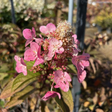 Hydrangea paniculata 'Wim's Red'