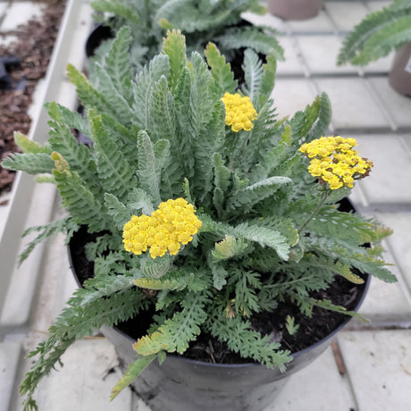 Achillea 'Moonshine'