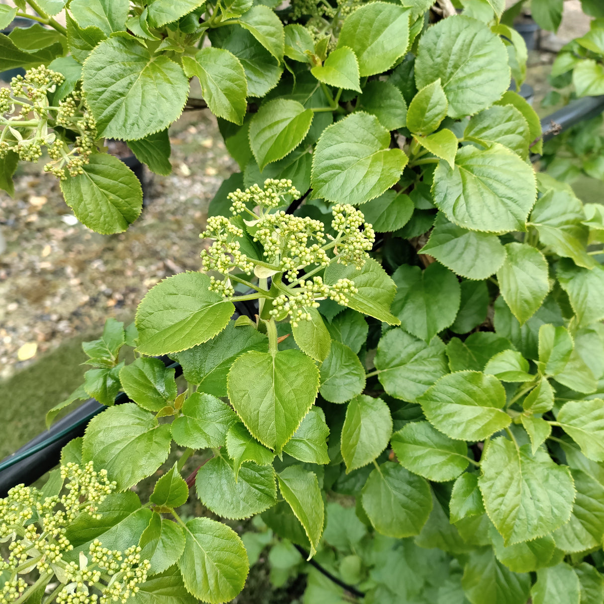 Hydrangea anomala subsp. petiolaris - 7.5 litre
