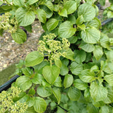 Hydrangea anomala subsp. petiolaris - 7.5 litre