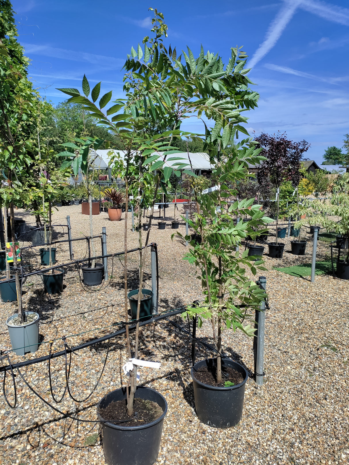 Toona sinensis 'Flamingo'