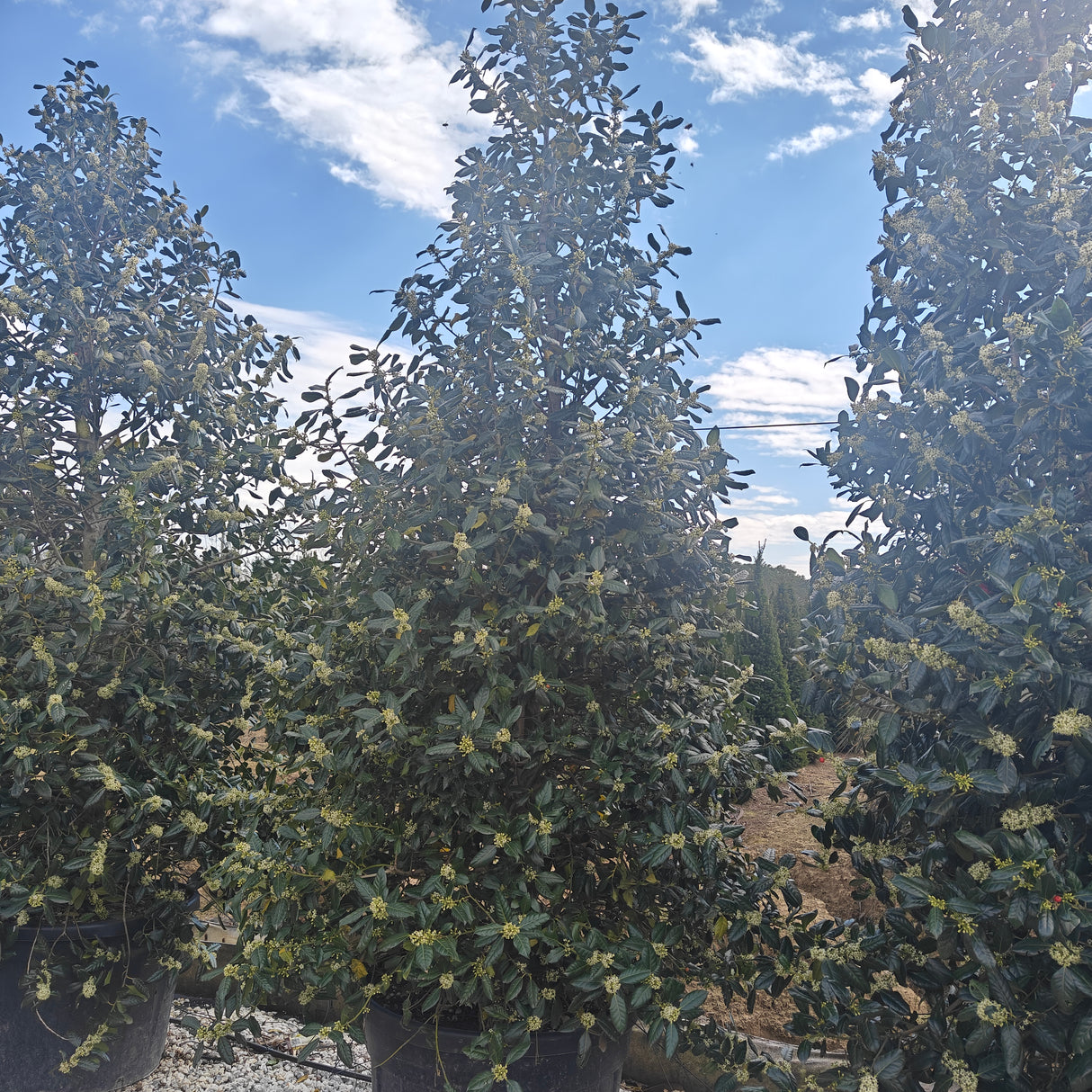 Ilex 'Nellie R. Stevens'