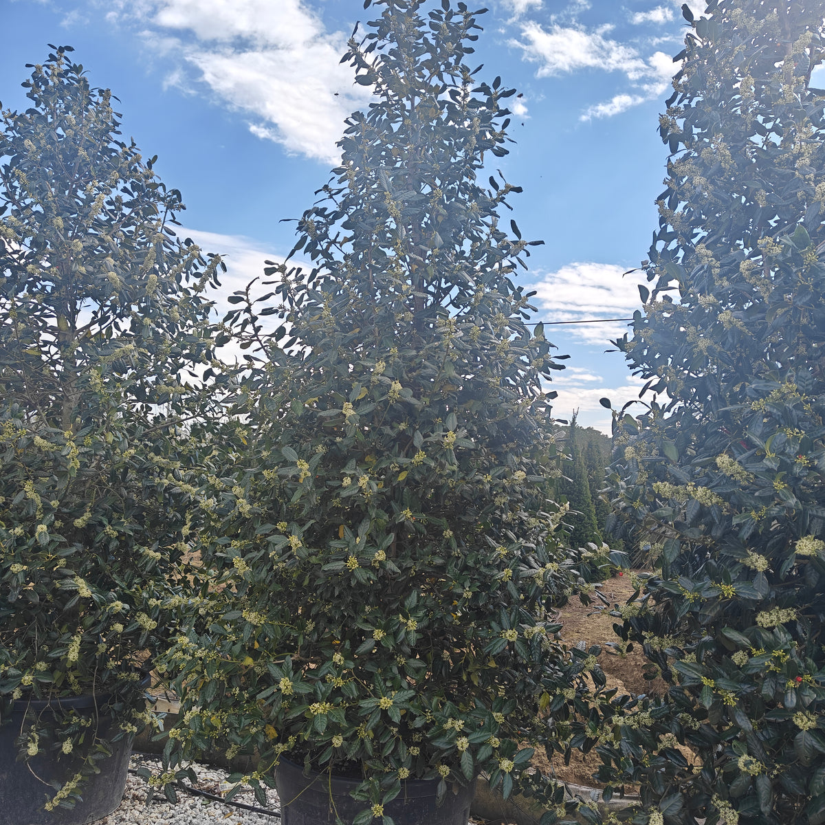 Ilex 'Nellie R. Stevens'