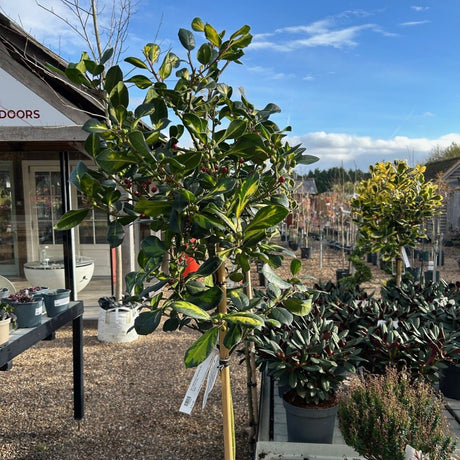 Ilex x altaclerensis 'Lawsoniana'