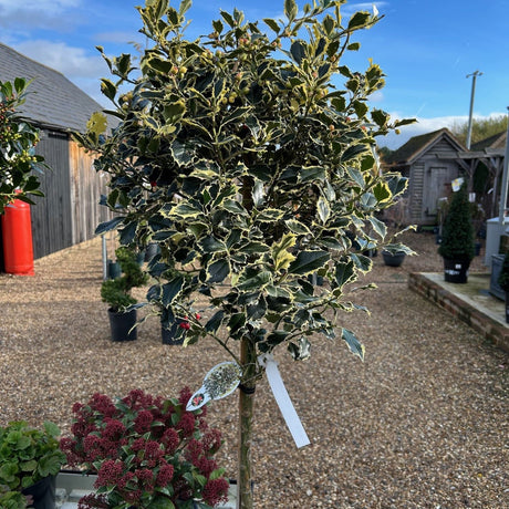 Buy Ilex aquifolium 'Argentea Marginata'