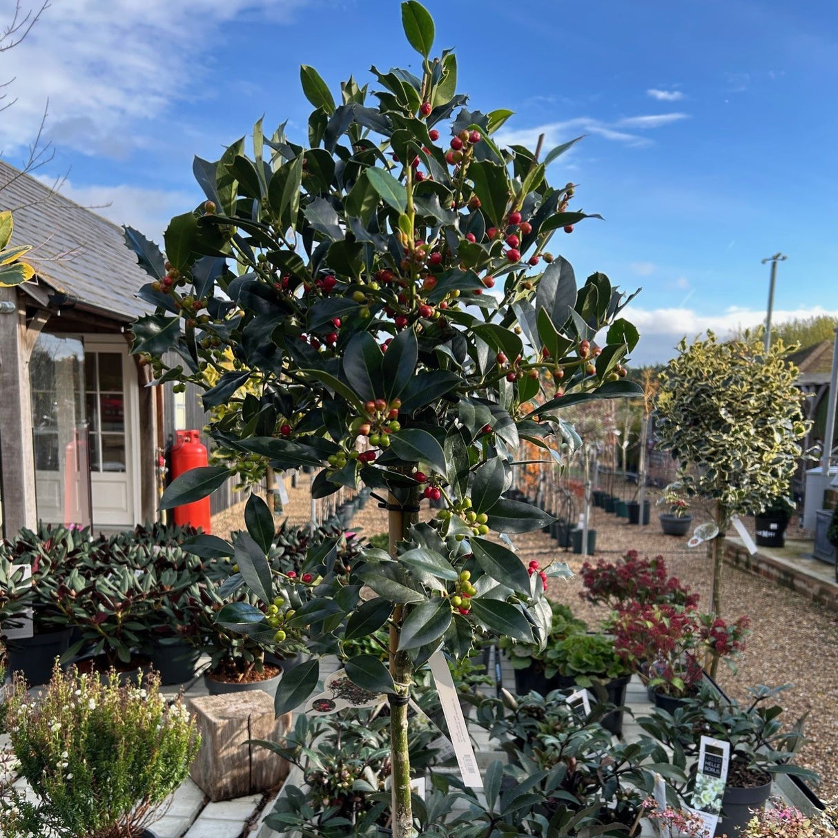 Ilex aquifolium 'Pyramidalis' (f)