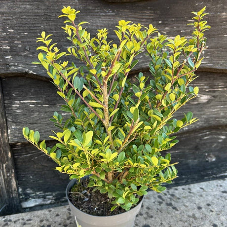 Ilex crenata Dark Green  available from Cedar Nursery, Surrey