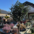 Buy Ilex x meserveae Blue Princess from Cedar Nursery, Surrey