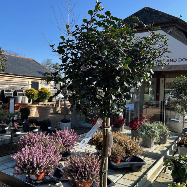 Buy Ilex x meserveae Blue Princess from Cedar Nursery, Surrey