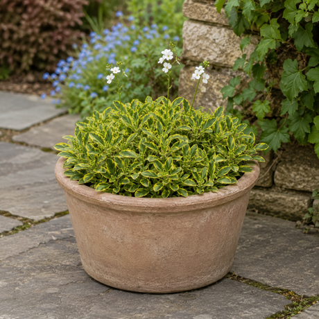 Arabis ferdinandi-coburgi 'Old Gold' variegated rock cress forming a low mat of gold-marked evergreen leaves