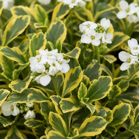 Arabis ferdinandi-coburgi 'Old Gold', a variegated rock cress with low, spreading gold-marked evergreen foliage
