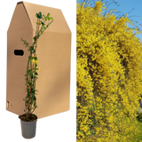 Jasminum nudiflorum