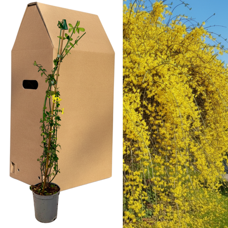 Jasminum nudiflorum