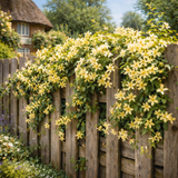 Jasminum nudiflorum from Cedar Nursery, Cobham