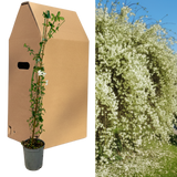 Jasminum officinale from Cedar Nursery, Cobham