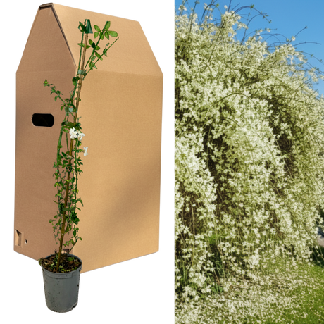Jasminum officinale from Cedar Nursery, Cobham