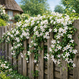 Jasminum officinale from Cedar Nursery, Cobham