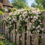 Jasminum x stephanense from Cedar Nursery, Cobham