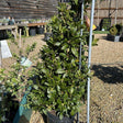 Buy Laurus nobilis - Cone (Bay tree) at Cedar Nursery, Surrey
