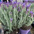 Lavandula stoechas 'Anouk Dark Purple'