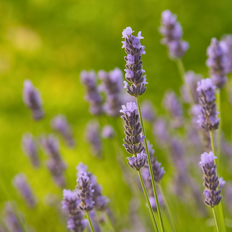 Lavandula x intermedia Grosso 1L at Cedar Nursery Surrey
