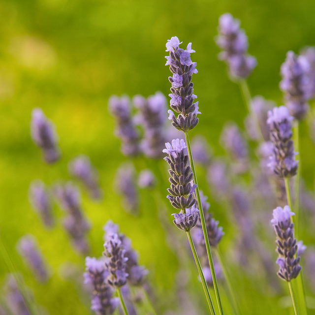 Lavandula x intermedia Grosso 1L at Cedar Nursery Surrey
