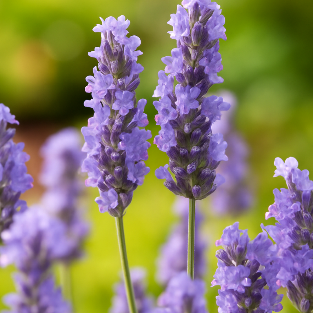 Lavandula x intermedia Grosso 1L at Cedar Nursery Surrey