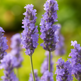 Lavandula x intermedia Grosso 1L at Cedar Nursery Surrey