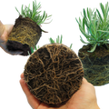 Lavandula x intermedia Grosso 1L at Cedar Nursery Surrey