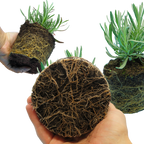 Lavandula x intermedia Grosso 1L at Cedar Nursery Surrey