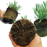 Lavandula x intermedia Grosso 1L at Cedar Nursery Surrey