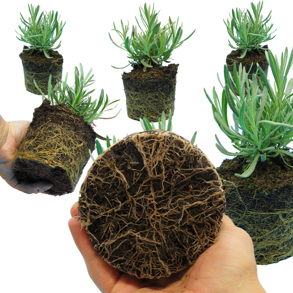 Lavandula x intermedia Grosso 1L at Cedar Nursery Surrey