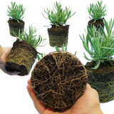 Lavandula x intermedia Grosso 1L at Cedar Nursery Surrey