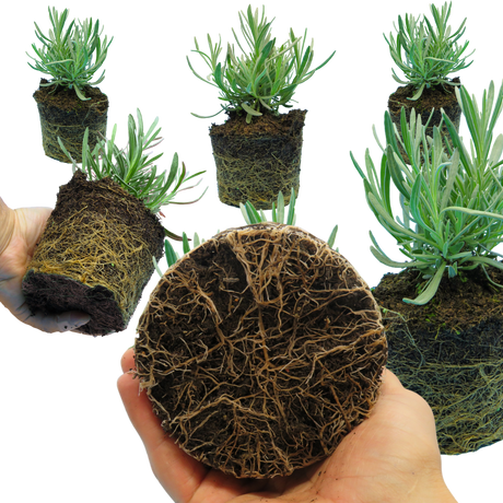 Lavandula x intermedia Grosso 1L at Cedar Nursery Surrey