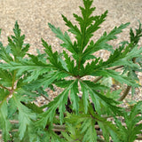 Close-up of green leaf of Geranium Guernsey White at Cedar Nursery Cobham
