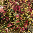 Buy Leucothoe Firestar direct from Cedar Nursery, Surrey