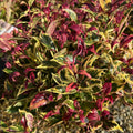 Buy Leucothoe Firestar direct from Cedar Nursery, Surrey