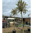 Ligustrum lucidum 'Excelsum Superbum' available at Cedar Nursery, Surrey