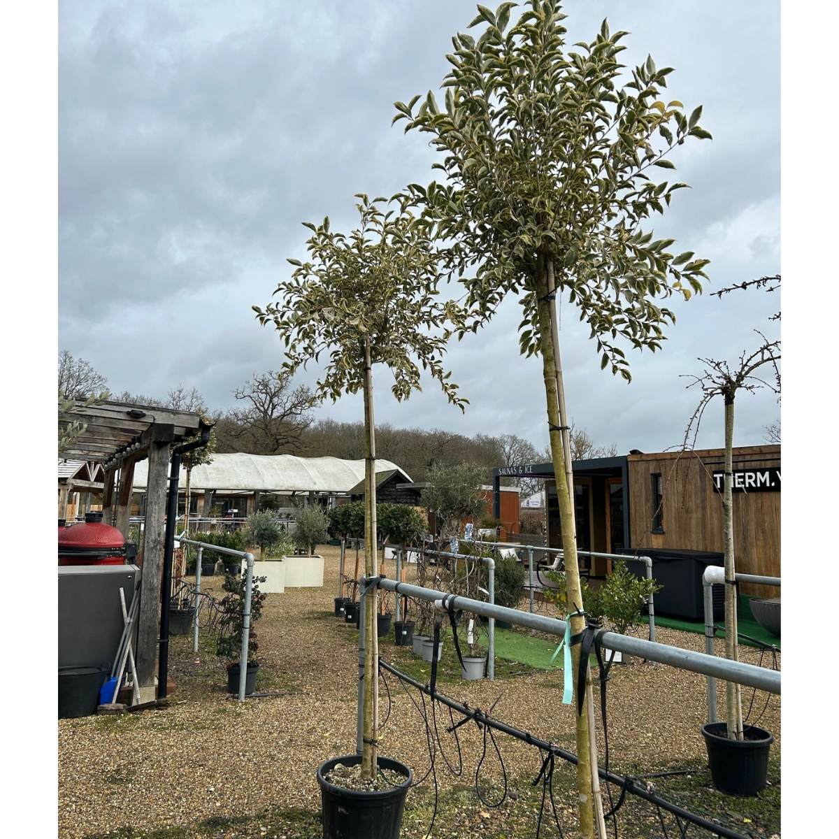 Ligustrum lucidum 'Excelsum Superbum' available at Cedar Nursery, Surrey