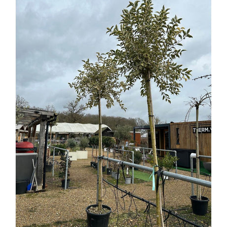 Ligustrum lucidum 'Excelsum Superbum' available at Cedar Nursery, Surrey