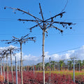 Liquidambar styraciflua - ROOFHEAD 12-14 55 litre
