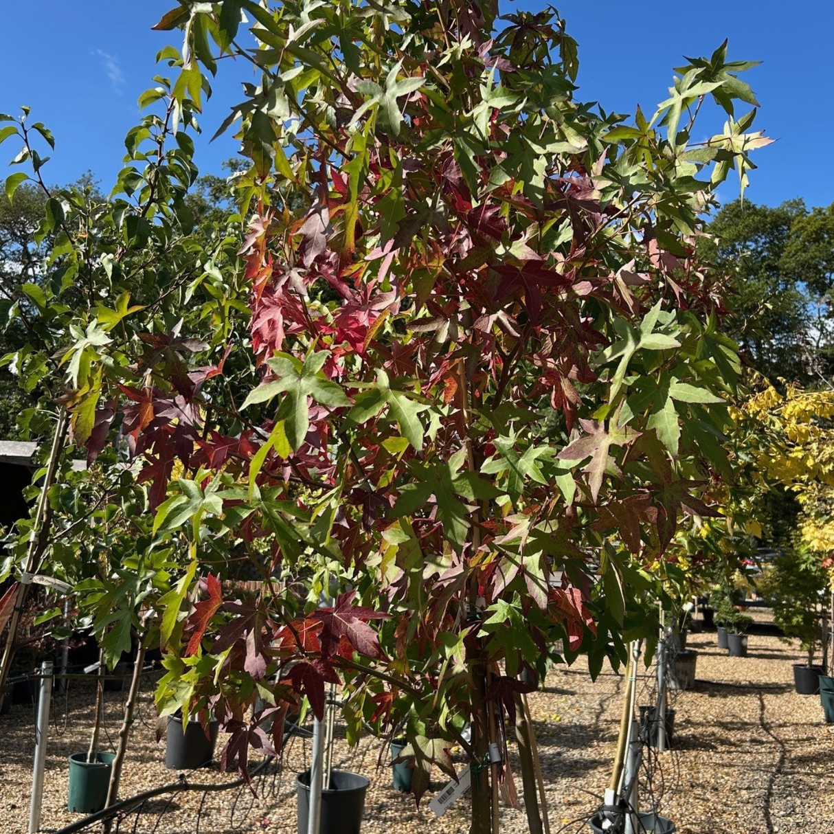 Liquidambar styraciflua 'Worplesdon' - 12 litre
