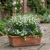 Lobelia erinus 'Upright Sweet Springs' from Cedar Nursery, Cobham